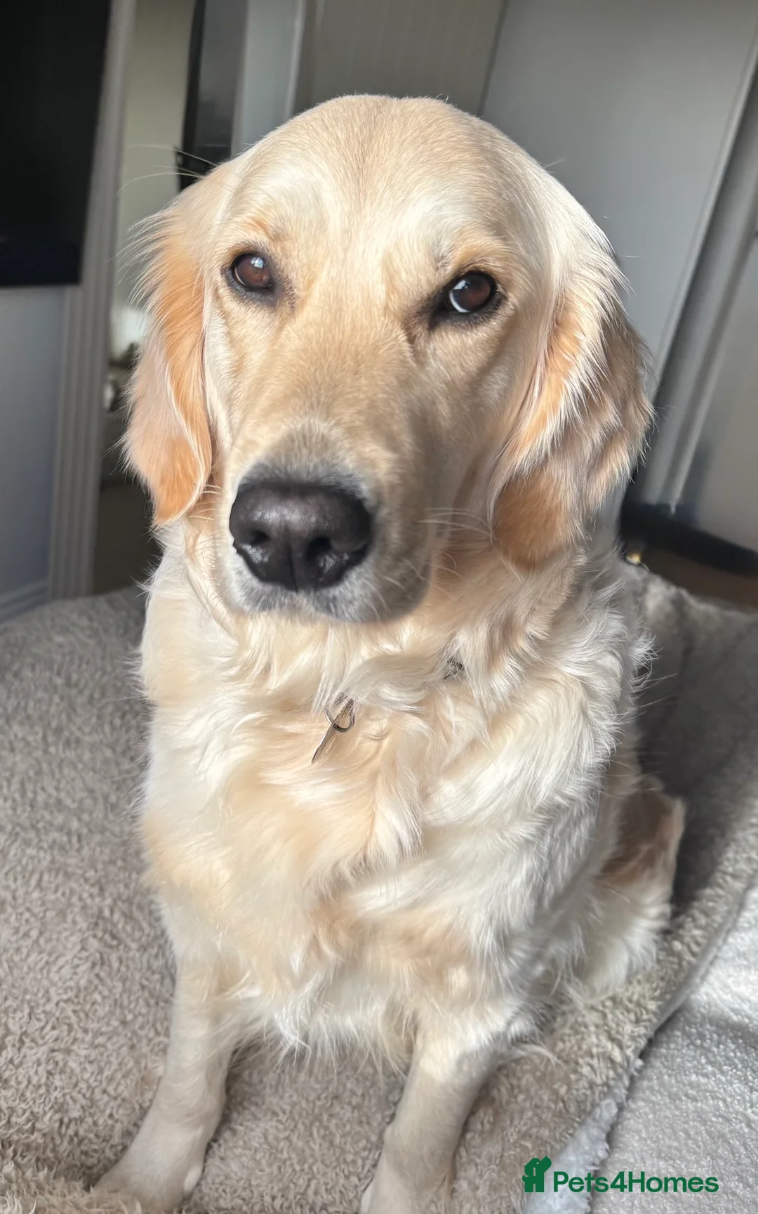 Golden Retriever dogs for sale: Golden Retriever Puppies  - Advert 1