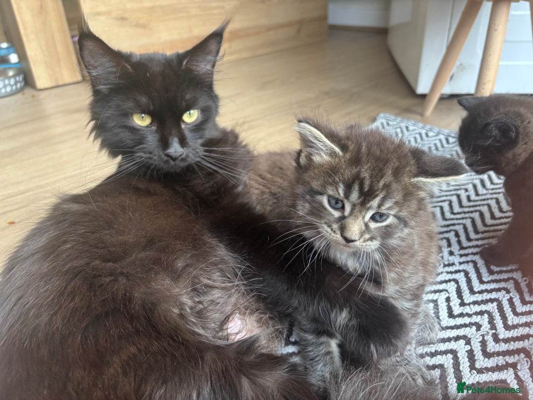Maine Coon cats for sale: Half Maine coon kittens  - Image 5