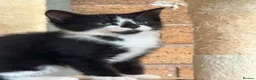 Mixed Breed cats for sale: Kittens  - Advert 3