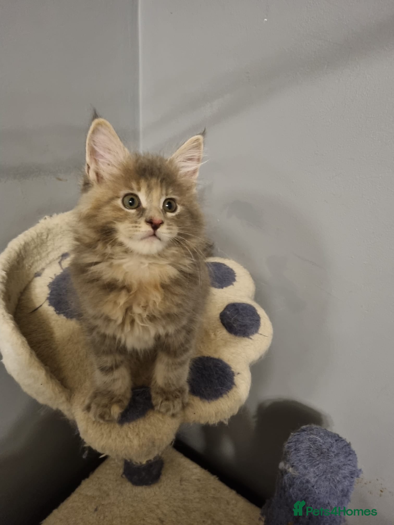 Maine Coon cats GCCF Regestered Maine Coon Kittens - Advert 15