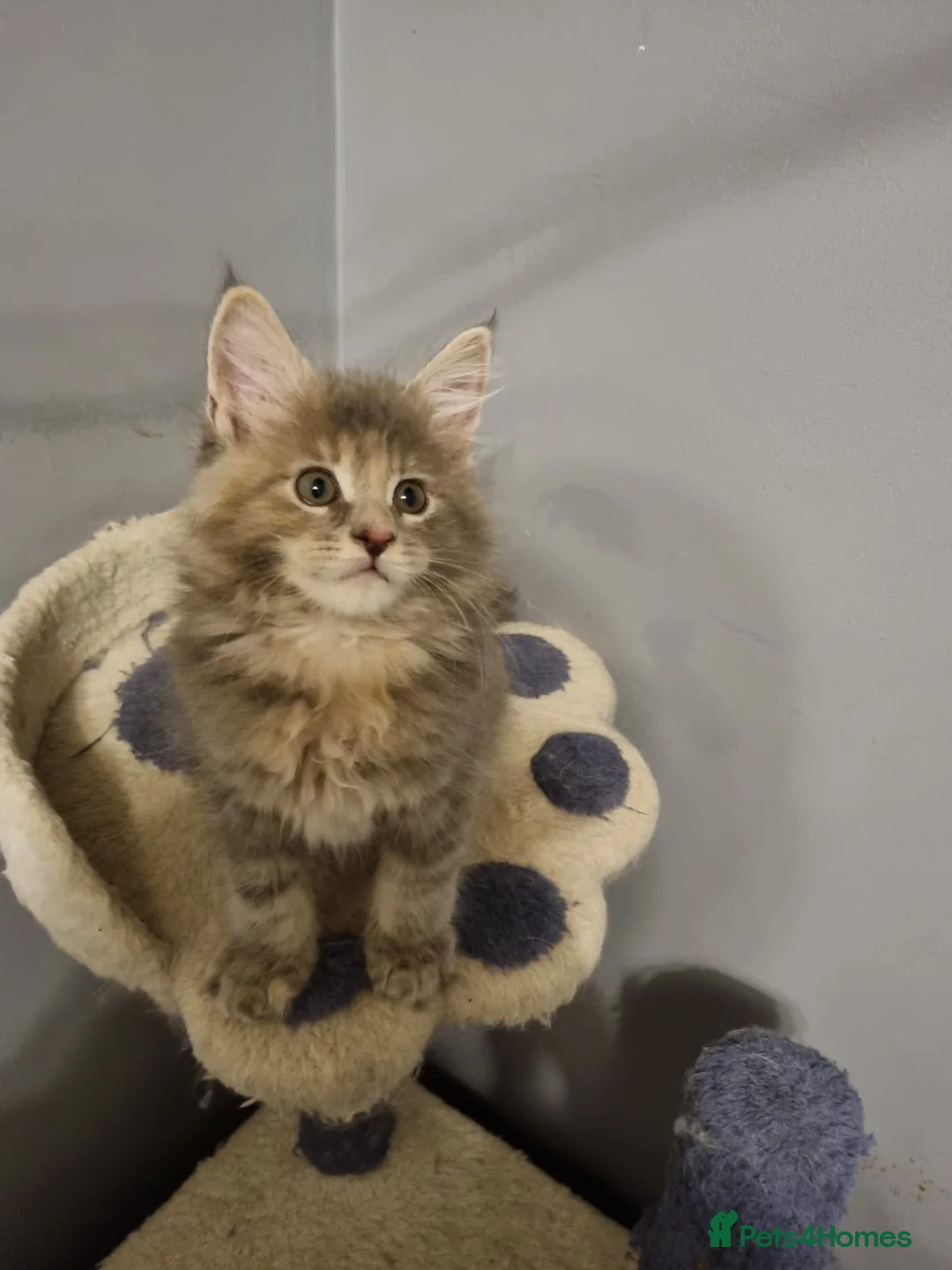 Maine Coon cats for sale: GCCF Regestered Maine Coon Kittens - Advert 1