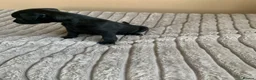 Patterdale Terrier dogs for sale: Patterdale terrier pups  - Advert 5
