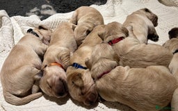 Golden Retriever dogs for sale: ✨ When Bella Met Loki 💛 - Image 8