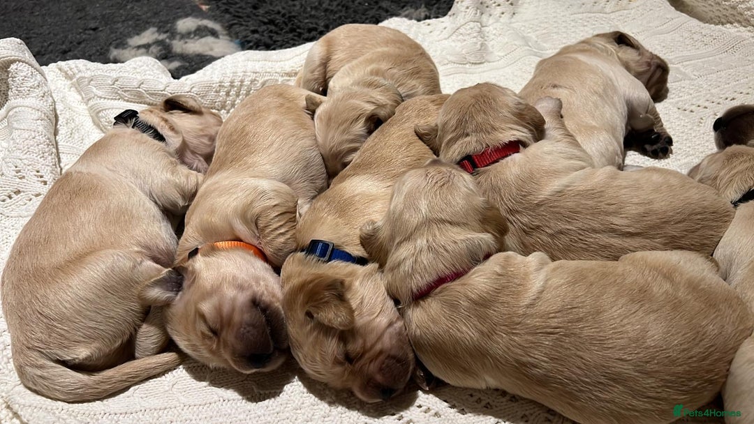 Golden Retriever dogs for sale: ✨ When Bella Met Loki 💛 - Image 8