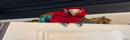 Macaws birds for sale: Tame&Talking Greenwing Macaw - Advert 4
