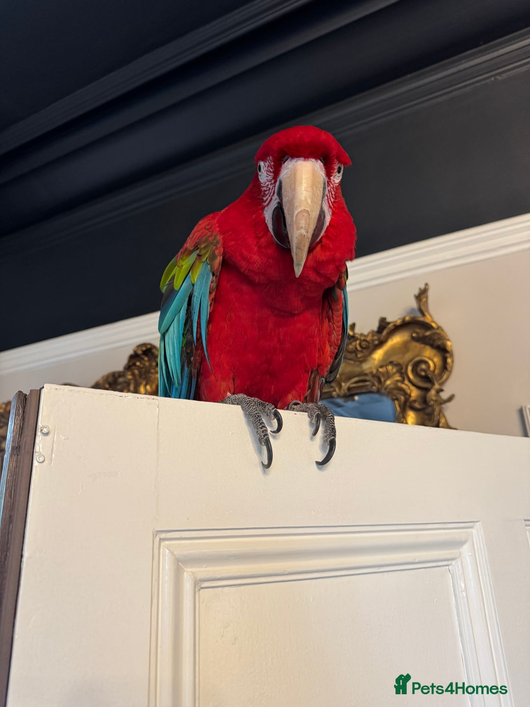 Macaws birds for sale: Tame&Talking Greenwing Macaw - Advert 4