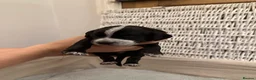 Mixed Breed dogs for sale: Only 2 Beautiful male Cockermatians left!!!! - Advert 28