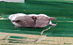Guinea Pig rodents for sale: Baby Sows. Swiss, Self and Dalmation. - Image 10