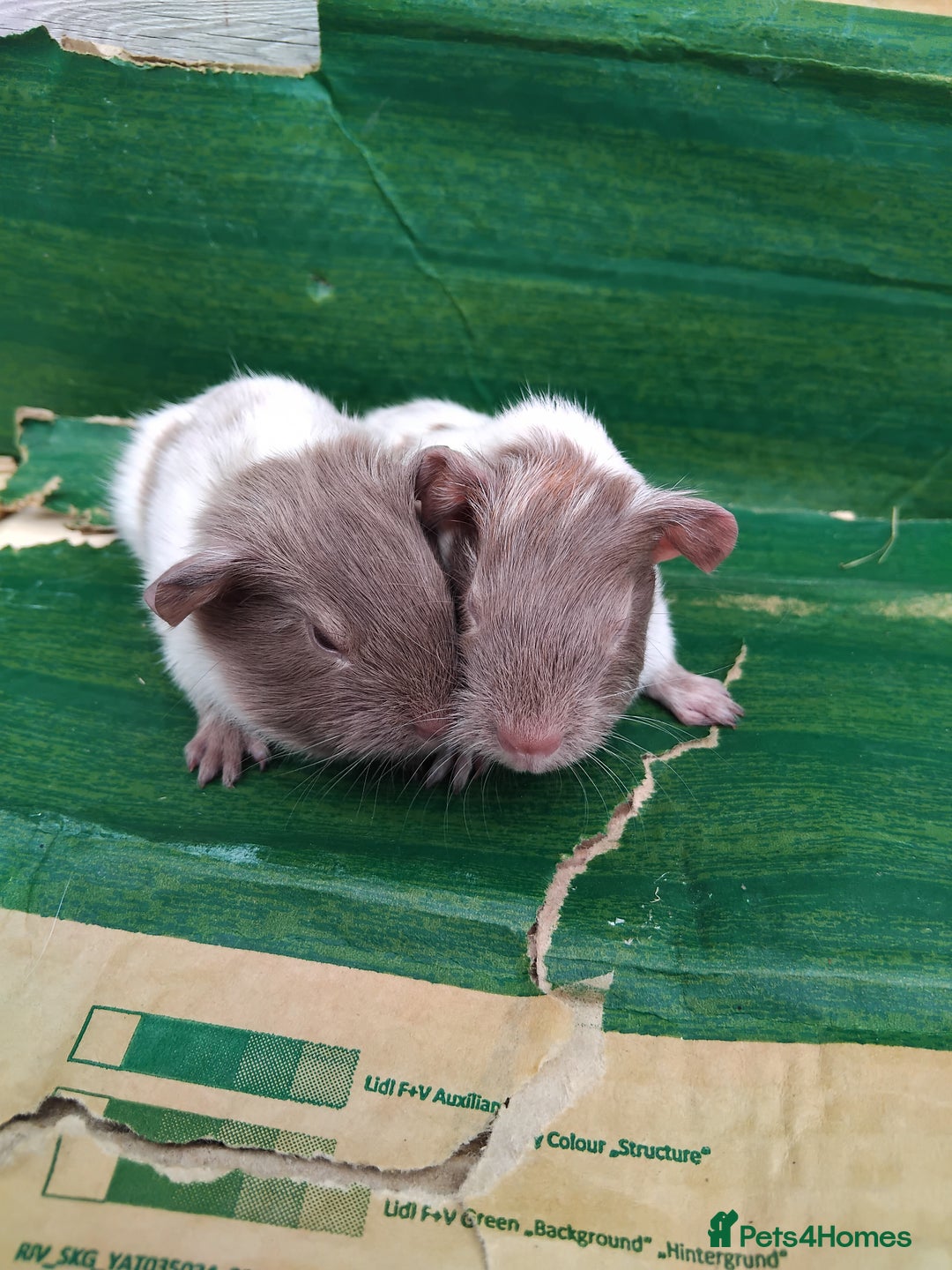 Guinea Pig rodents for sale: Baby Sows. Swiss, Self and Dalmation. - Image 10