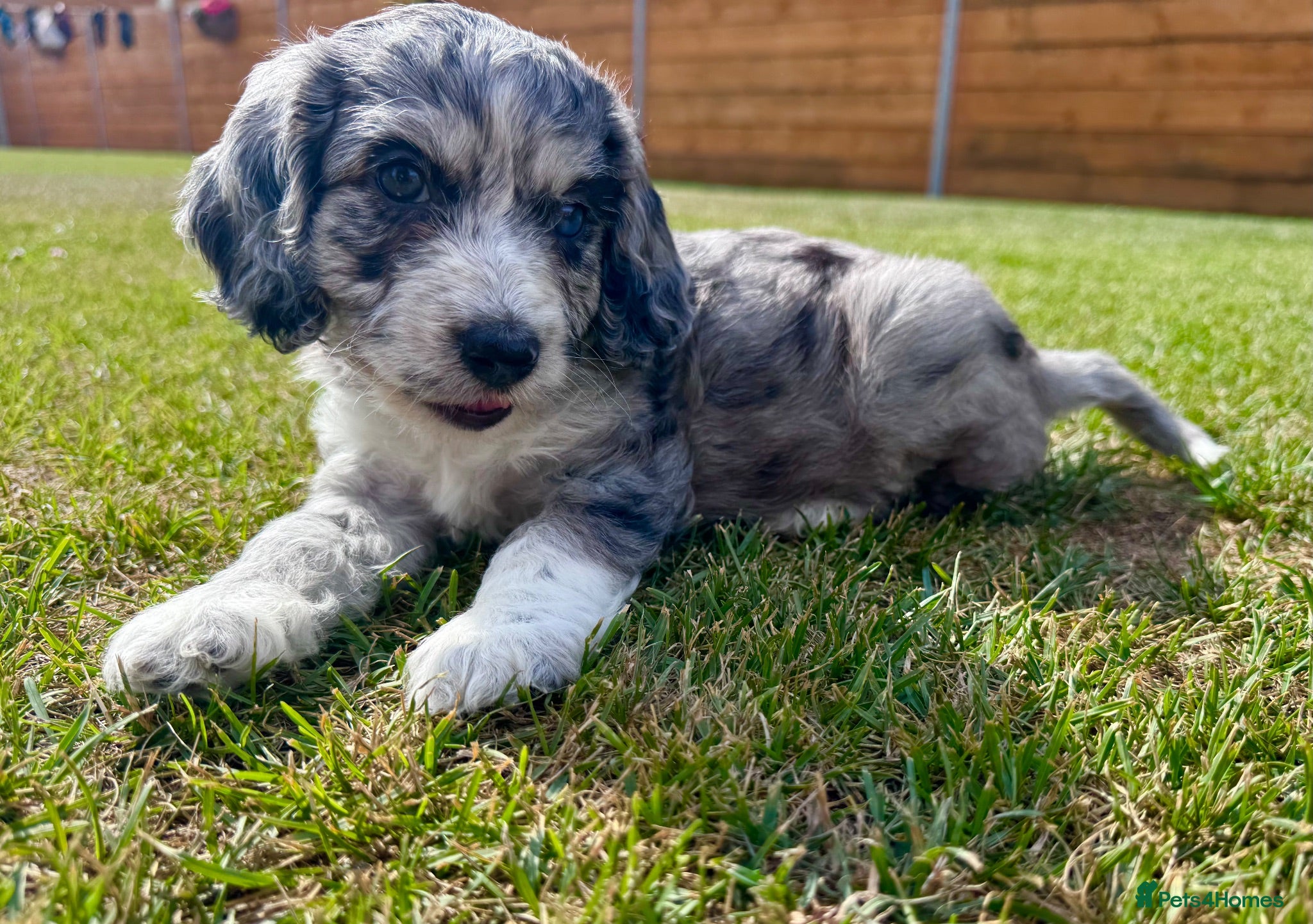 Cockapoo dogs Beautiful F1 Cockapoo Babies 🐾🐾🐾 - Advert 1