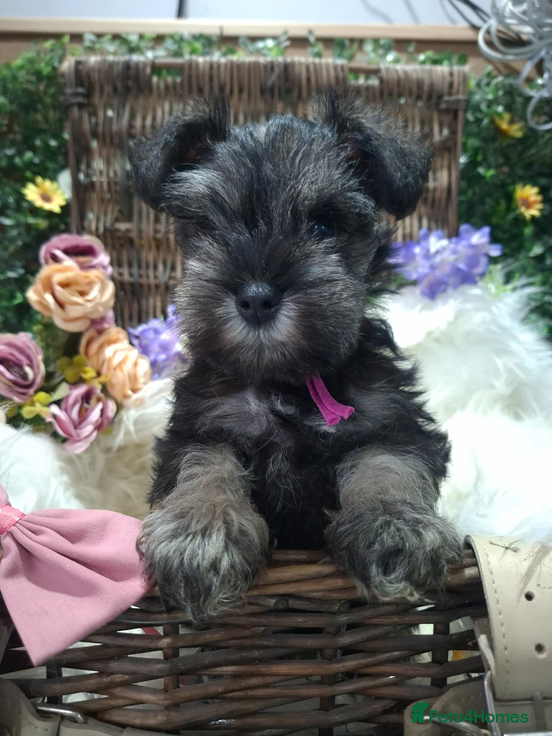 Miniature Schnauzer dogs for sale: Kc USA lines miniature schnauzers  - Advert 1