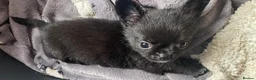 Chihuahua dogs for sale: Meet the Magnificent 7 - Advert 6