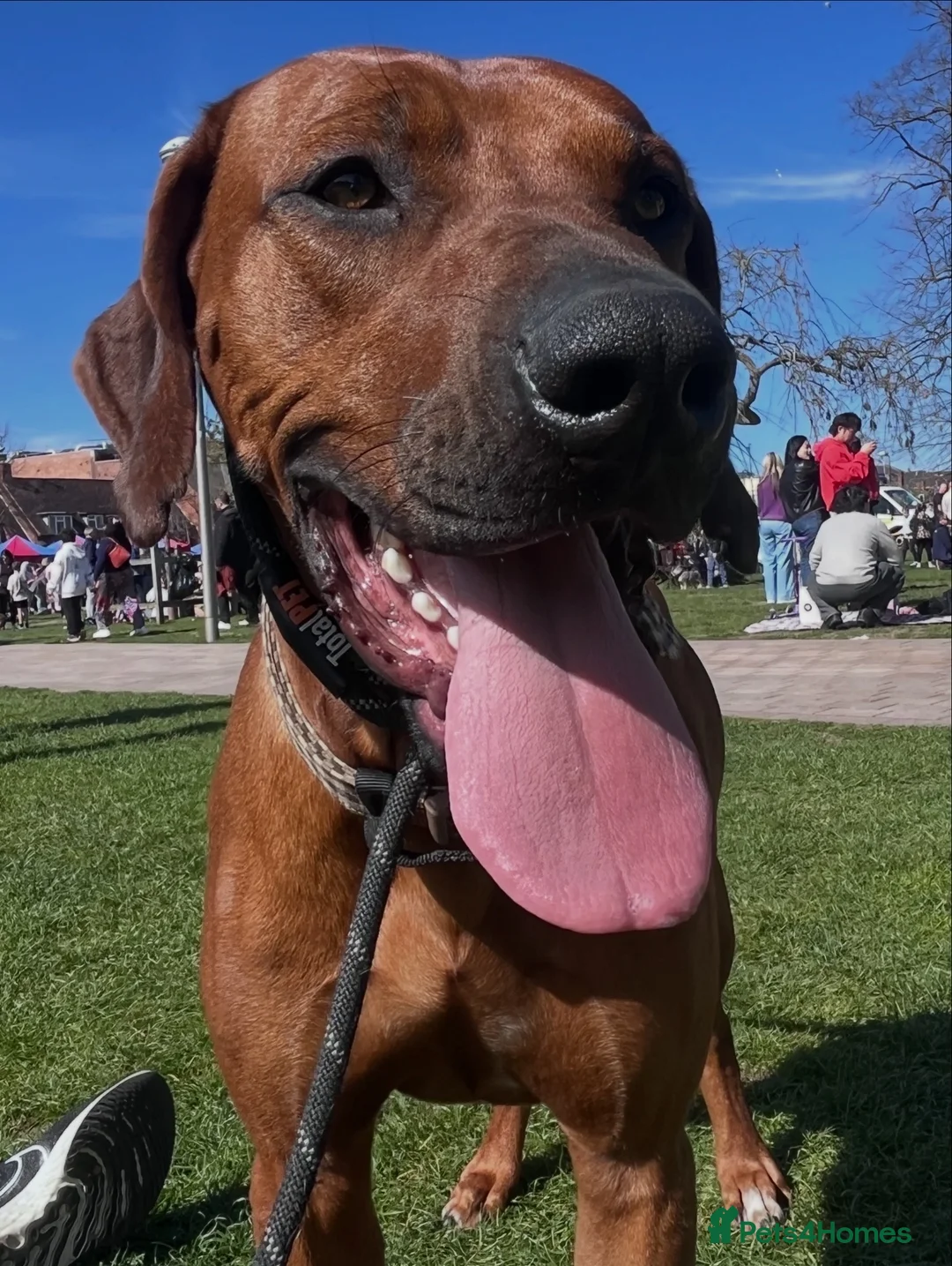 Rhodesian Ridgeback dogs for stud: KC registered male Rhodesian Ridgeback  in Sheffield - Advert 2