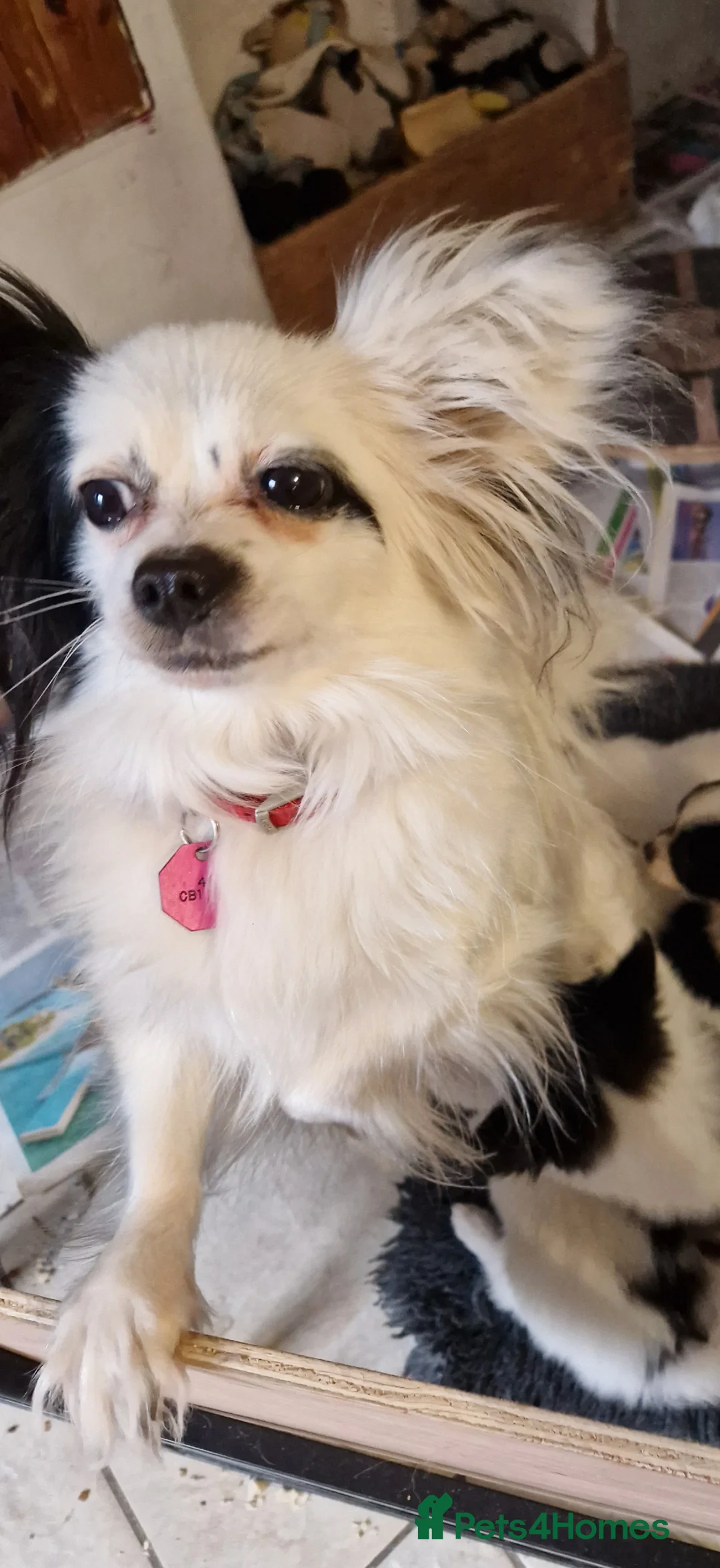 Papillon dogs for sale: Gorgeous Papillon puppies  - Advert 8