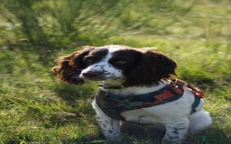 Cocker Spaniel dogs for sale: Working cocker spaniels  - Image 1