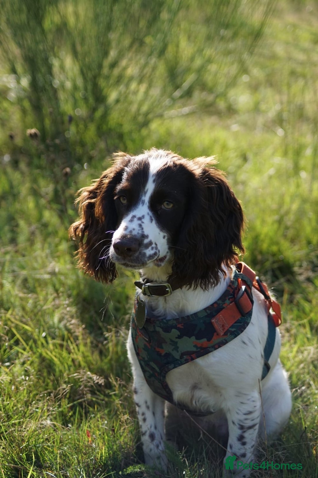 Cocker Spaniel dogs for sale: Working cocker spaniels  - Image 1