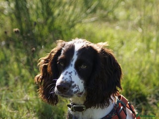 Cocker Spaniel dogs - Advert 13