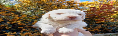 Lagotto Romagnolo Puppy 3