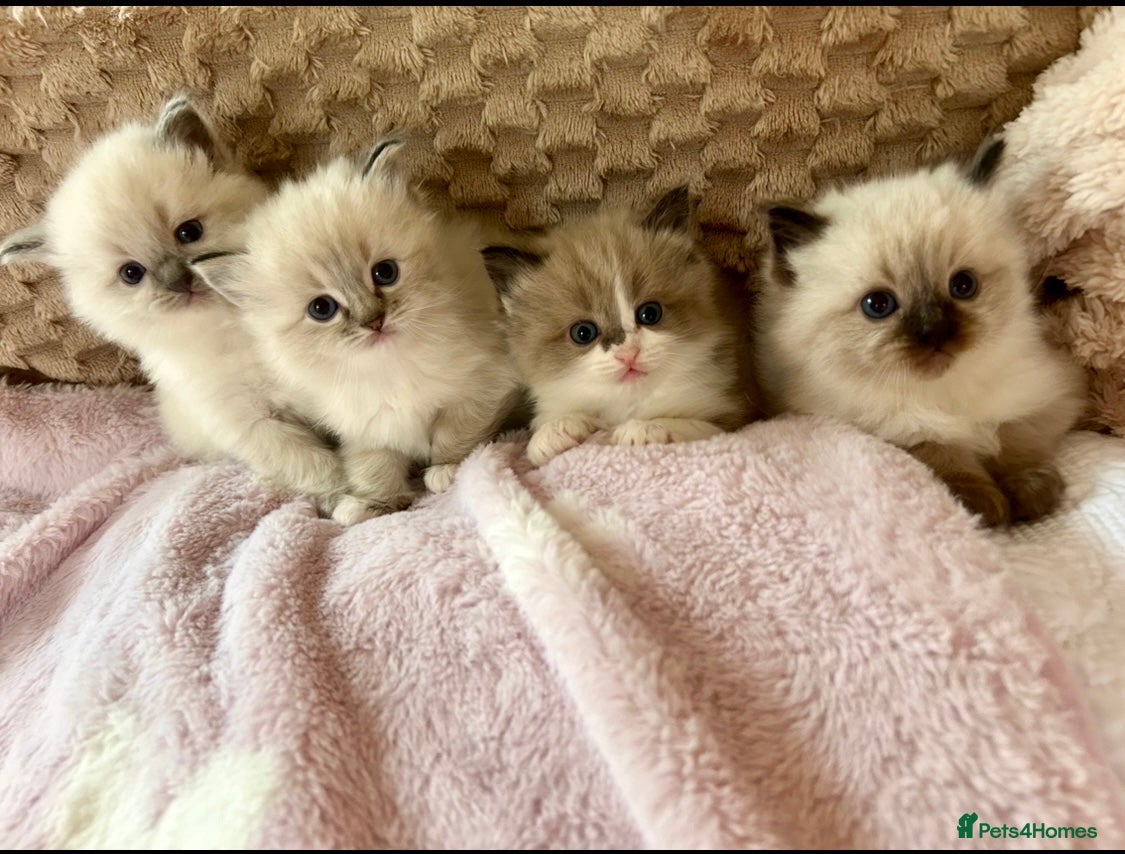Ragdoll cats Ragdoll &amp;Cherubim Kittens TICA Seal Blue - Advert 13