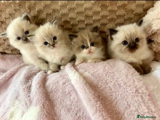 Ragdoll cats Ragdoll &Cherubim Kittens TICA Seal Blue - Advert 15