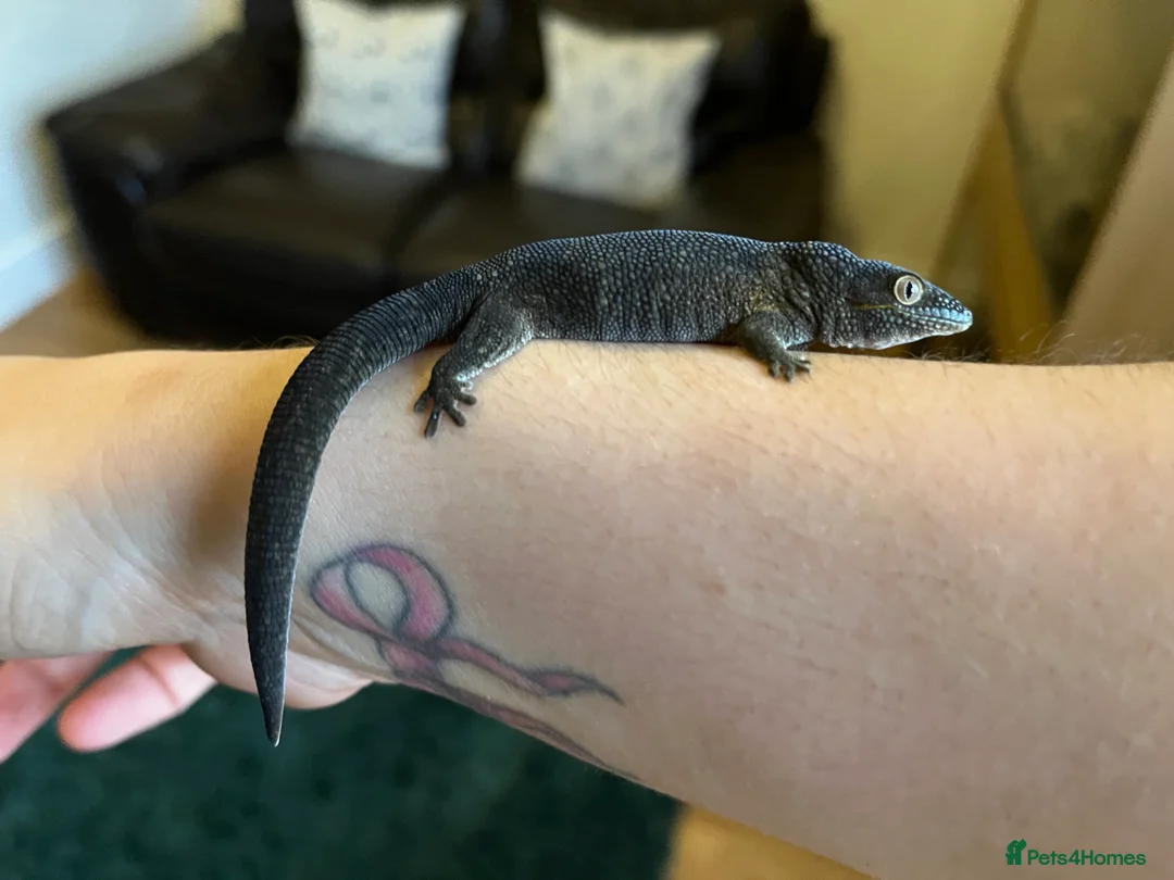 Gecko reptiles for sale: Bauer’s Chameleon Gecko - Advert 6