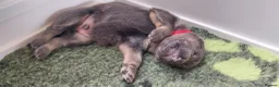 German Shepherd dogs for sale: KC health tested german shepherd puppies - Advert 21