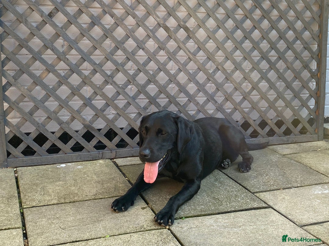 Labrador Retriever dogs for stud: Proven KC Labrador Stud in Stoke-on-Trent - Image 24