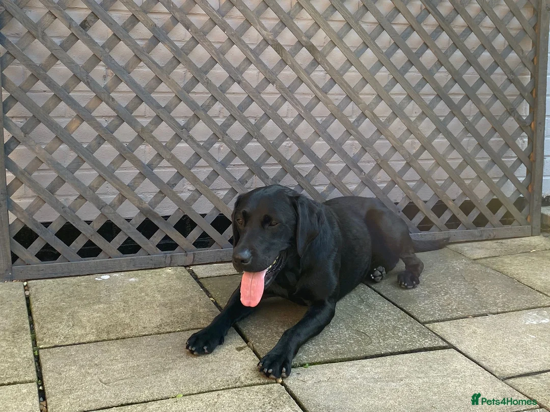 Labrador Retriever dogs for stud: Proven KC Labrador Stud in Stoke-on-Trent - Advert 24