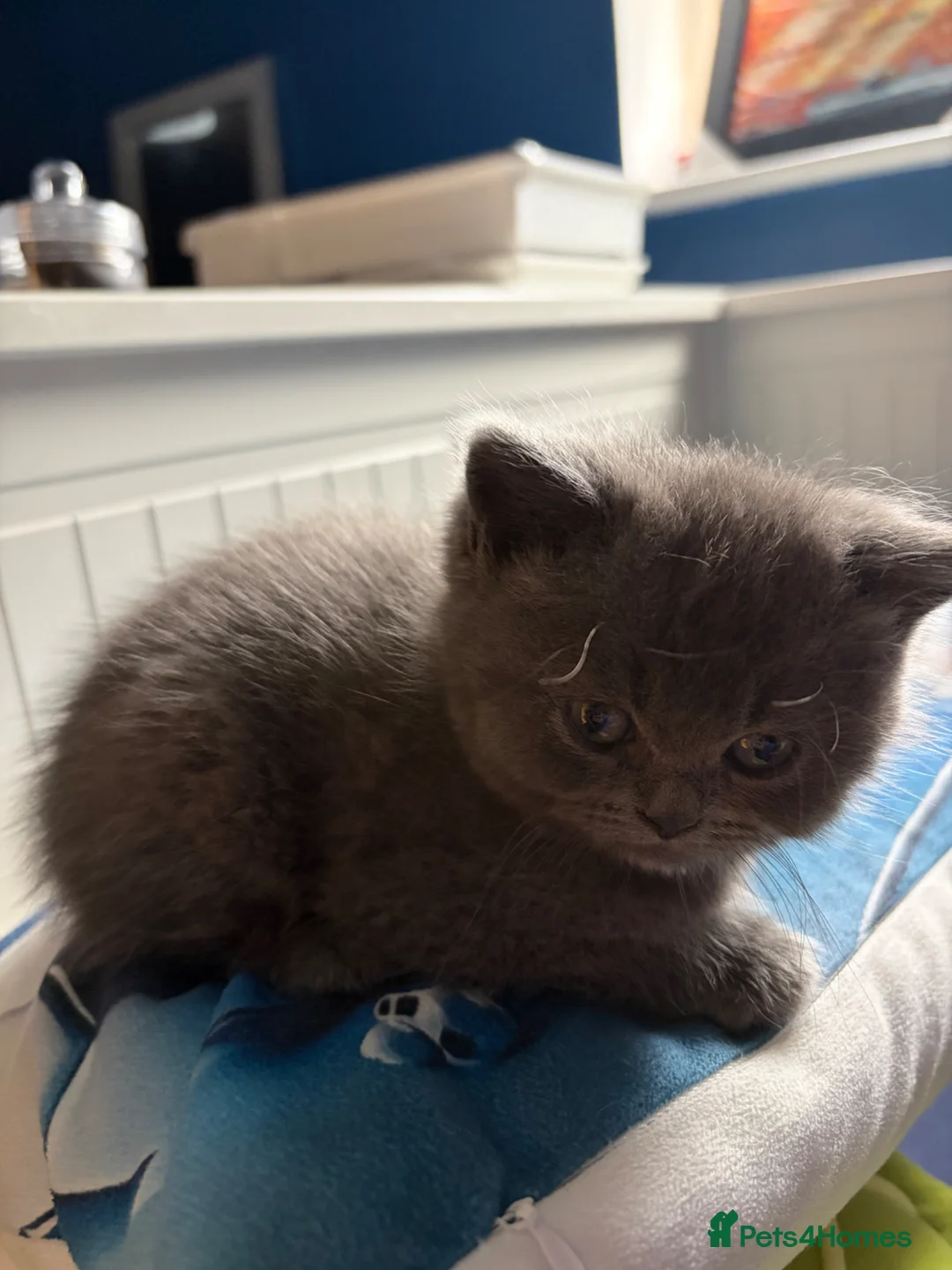 Persian cats for sale: Persians (1 girl left) - Advert 2