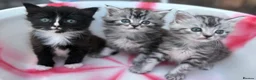Siberian cats for sale: Adorable Kittens Looking for Their Forever Homes! - Advert 13