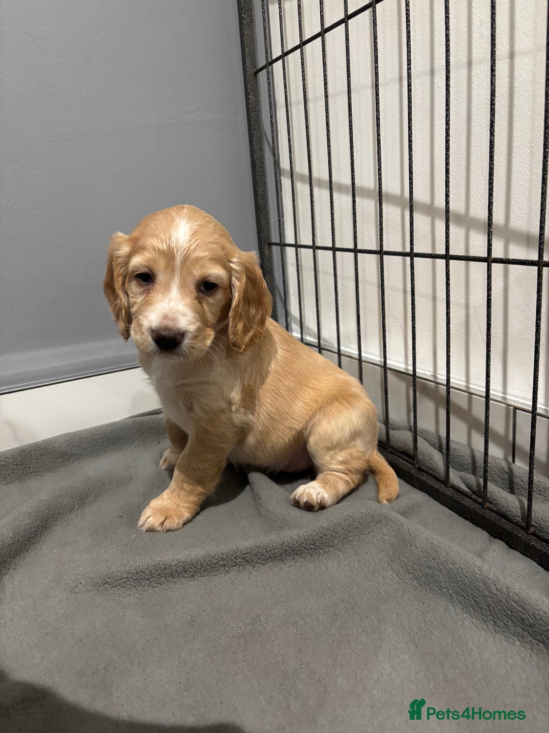 Cocker Spaniel dogs for sale: 5 gorgeous cocker spaniel puppies - Image 21