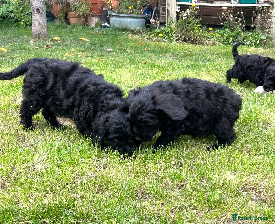 Cockapoo dogs for sale: Beautiful miniature Teddybear Cockapoo  puppies  - Image 15