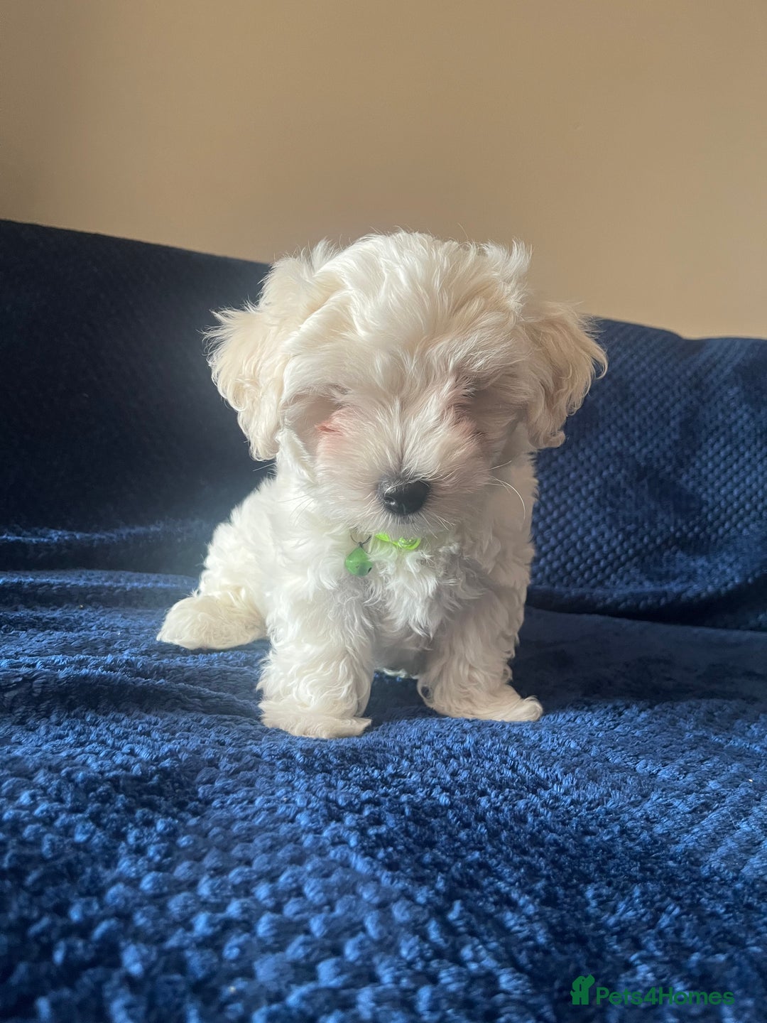 Bichon Frise dogs for sale: 4 adorable bichon puppy’s  - Image 16
