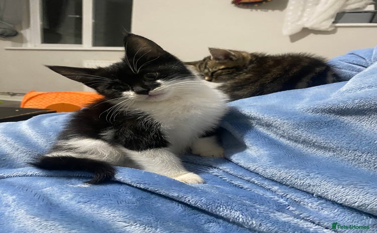 British Shorthair cats - Advert 3