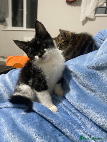 British Shorthair cats - Advert 4