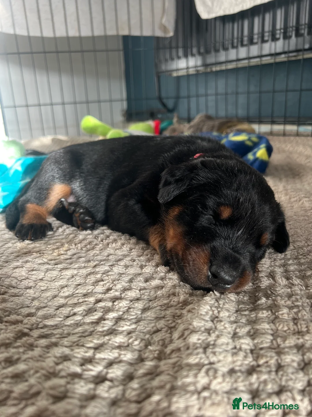Mixed Breed dogs for sale: Adorable Doberman & Beauceron puppies for sale - Advert 35
