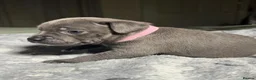 Staffordshire Bull Terrier dogs for sale: Stunning KC reg Staffordshire Bull Terrier - Advert 6