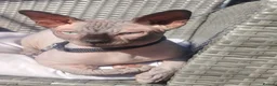Sphynx cats for sale: Female Sphynx looking for loving home in Tonbridge - Advert 3