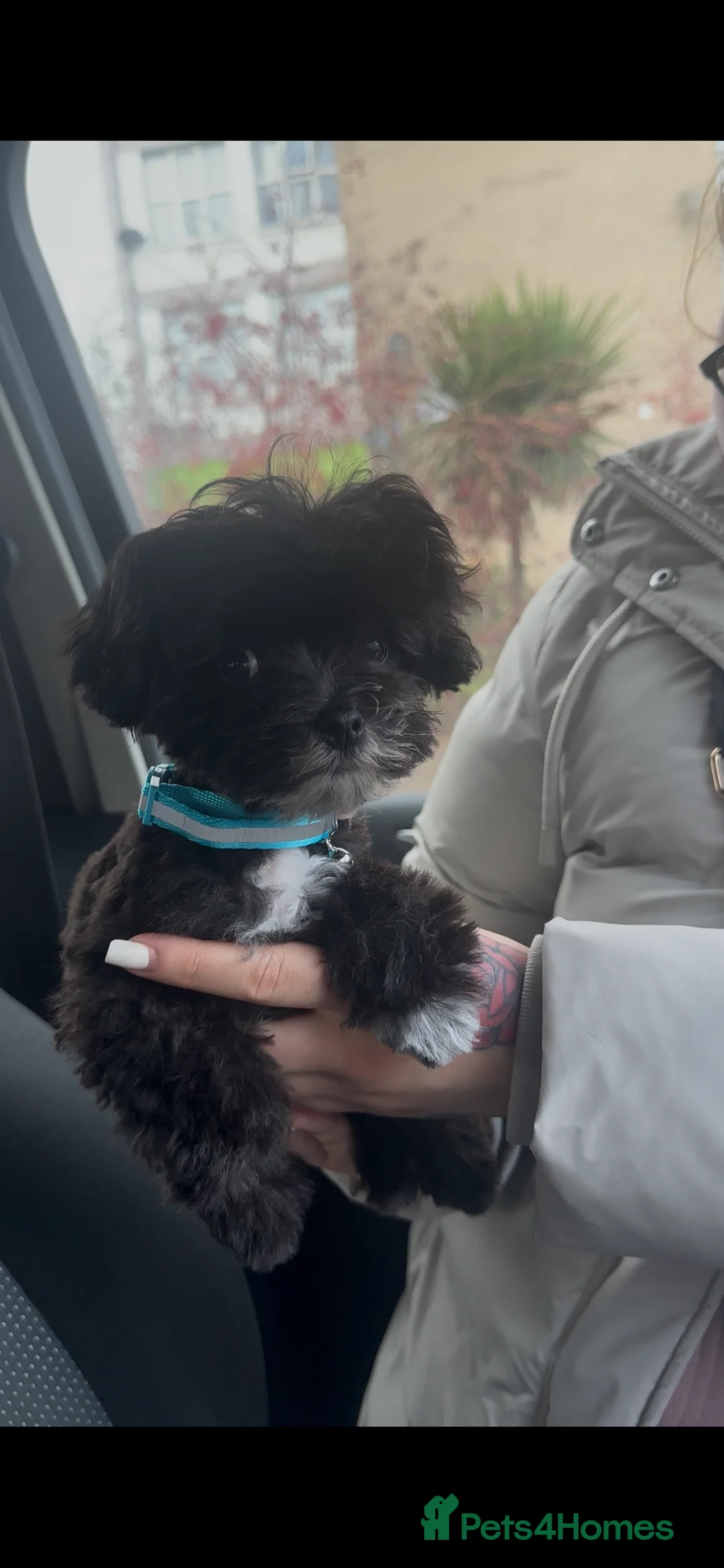 Maltipoo dogs for sale: F1 Toy Maltipoos - Advert 39