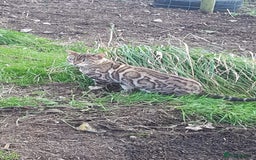 Bengal cats for sale: Stunning TICA Bengals - Image 23