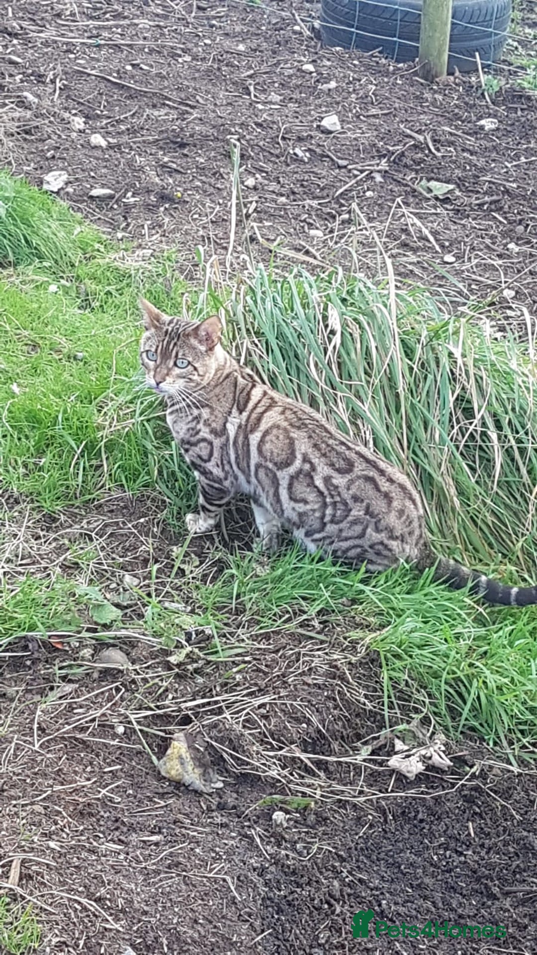 Bengal cats for sale: Stunning TICA Bengals - Image 23