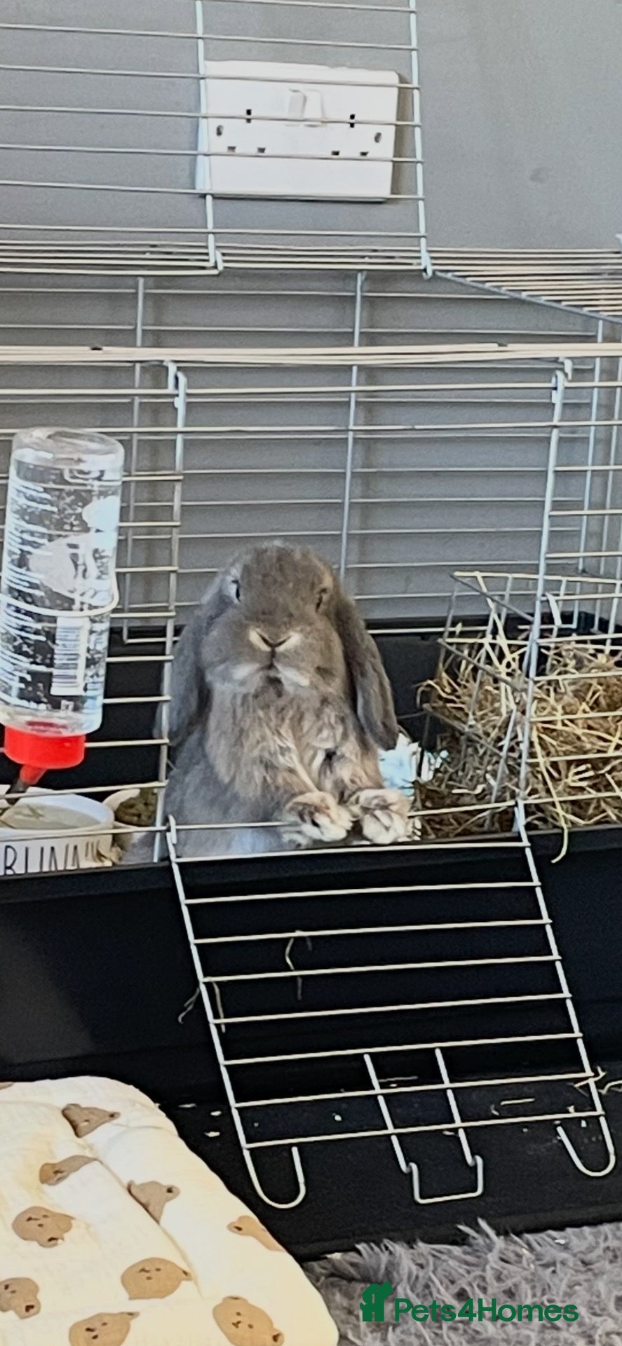 Mini Lop rabbits Mini lop for sale - Advert 1