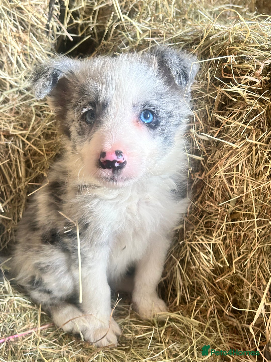Border Collie dogs for sale: 5 beautiful border collie pups  - Image 9