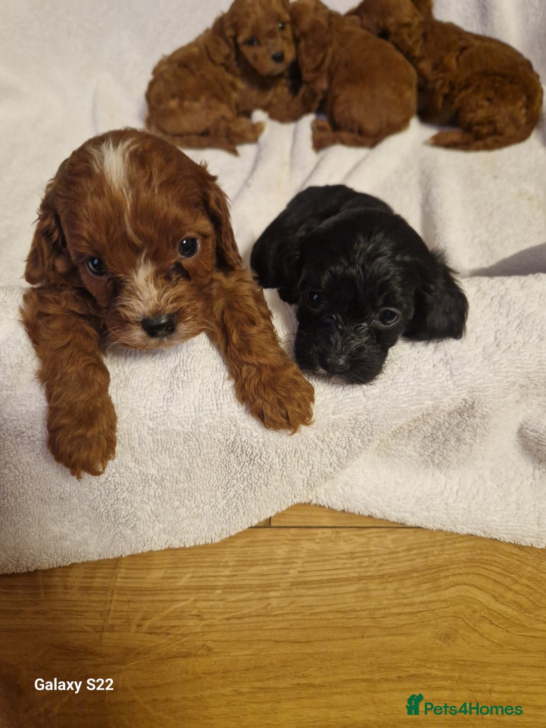 Cavapoo dogs for sale: Fox Red Cavapoo F1 Puppies  - Image 21