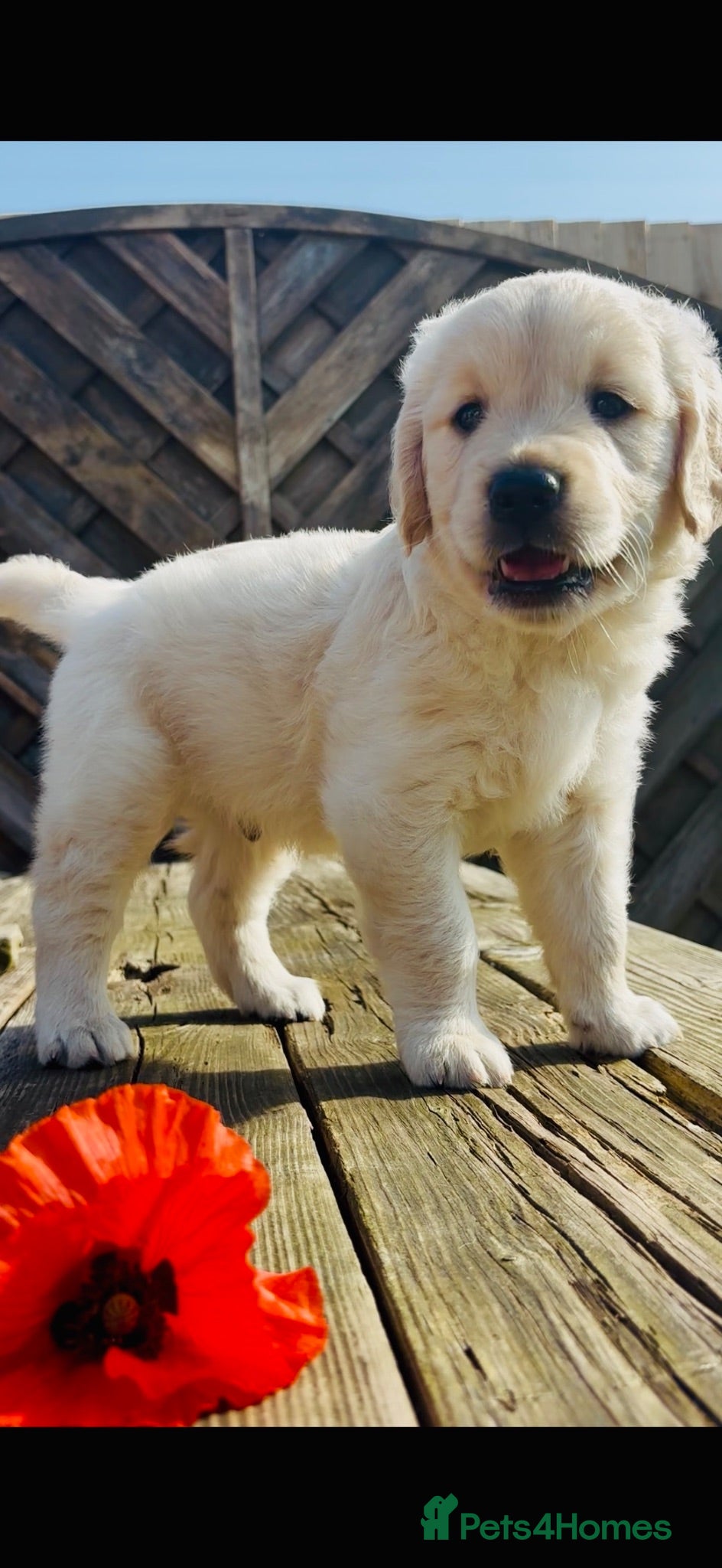 Golden Retriever dogs Golden retriever puppies  - Advert 14
