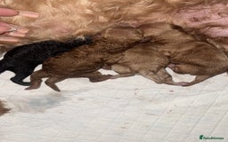Cockapoo dogs for sale: Toy cockapoo  - Image 19