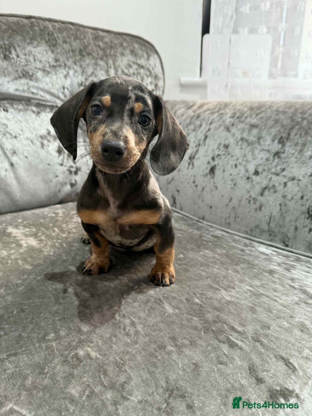 Dachshund dogs for sale: Miniature Dachshunds - Advert 15