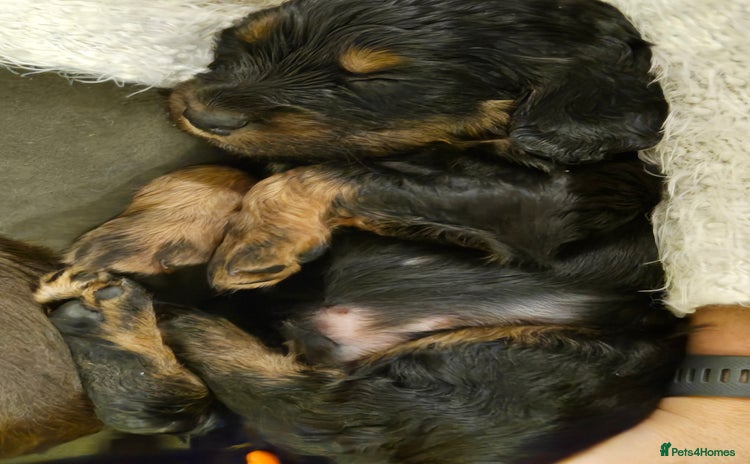 Cocker Spaniel dogs - Advert 3