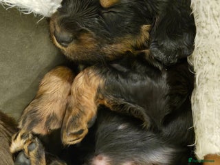 Cocker Spaniel dogs - Advert 29