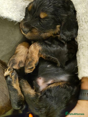 Cocker Spaniel dogs - Advert 3